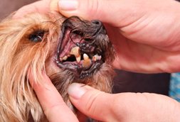 Oak Hills Dog Dentist
