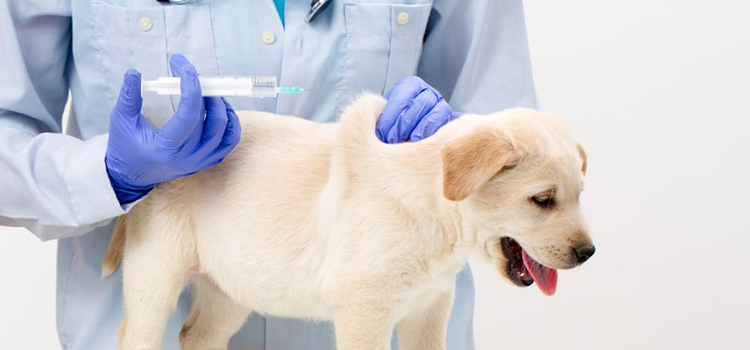 dog vaccination hospital in Kailua