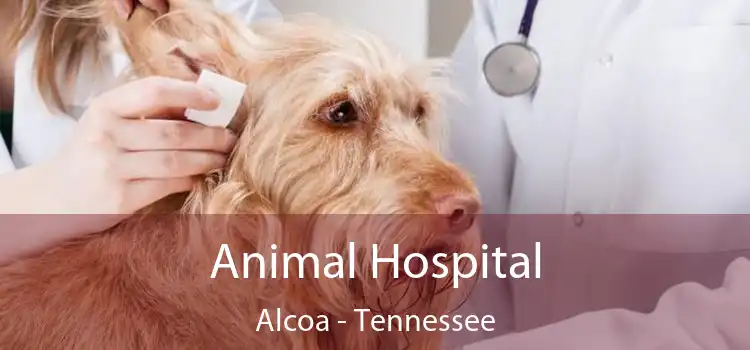 Animal Hospital Alcoa - Tennessee