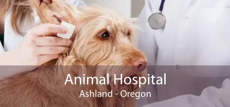 Animal Hospital Ashland - Oregon