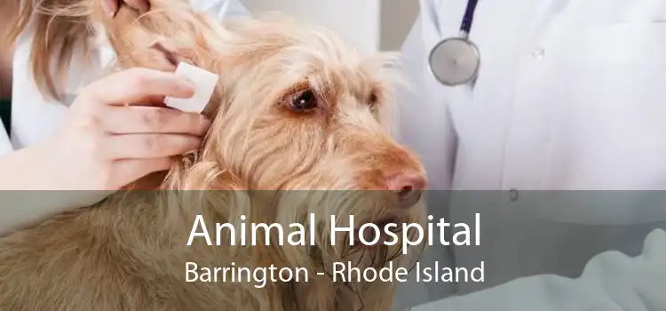 Animal Hospital Barrington - Rhode Island