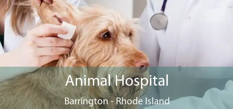 Animal Hospital Barrington - Rhode Island