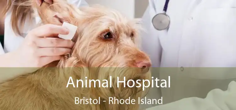 Animal Hospital Bristol - Rhode Island