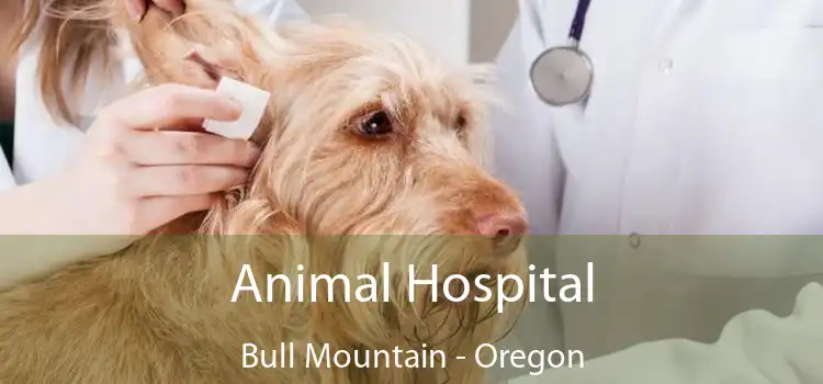 Animal Hospital Bull Mountain - Oregon