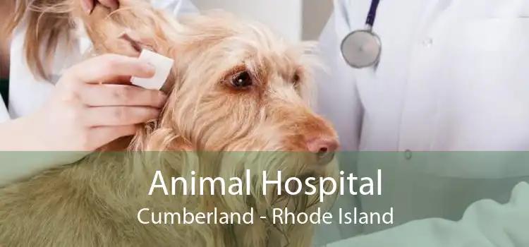 Animal Hospital Cumberland - Rhode Island