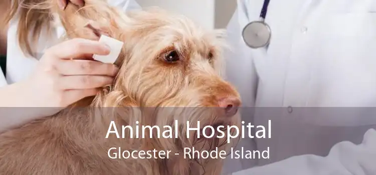 Animal Hospital Glocester - Rhode Island