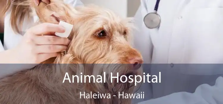 Animal Hospital Haleiwa - Hawaii