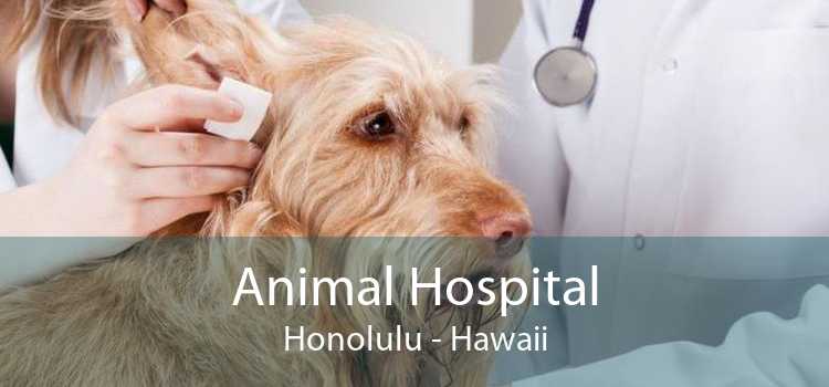 Animal Hospital Honolulu - Hawaii