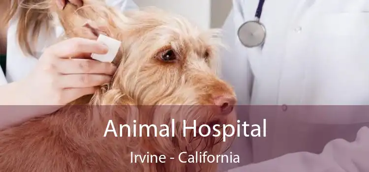 Animal Hospital Irvine - California