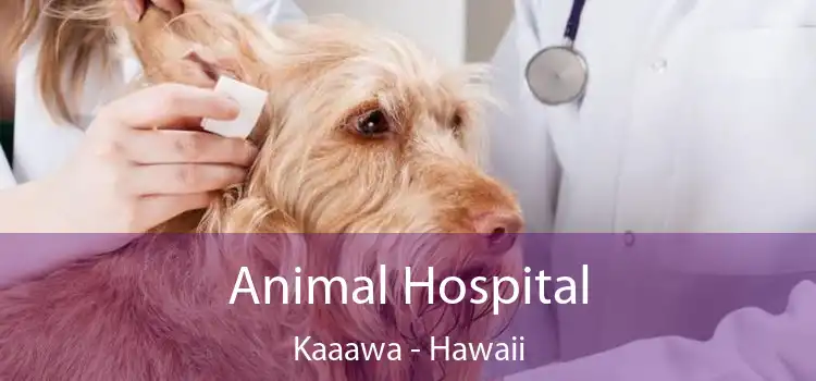 Animal Hospital Kaaawa - Hawaii