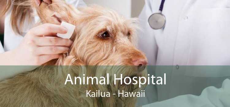 Animal Hospital Kailua - Hawaii