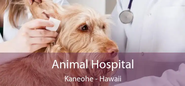 Animal Hospital Kaneohe - Hawaii