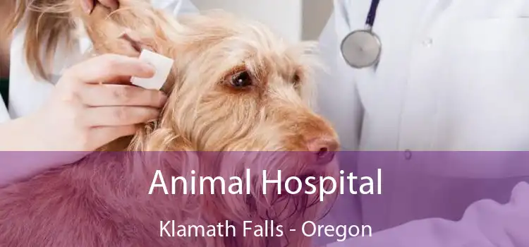 Animal Hospital Klamath Falls - Oregon