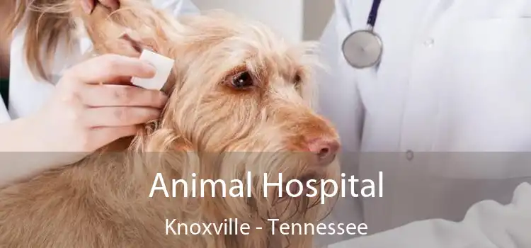 Animal Hospital Knoxville - Tennessee