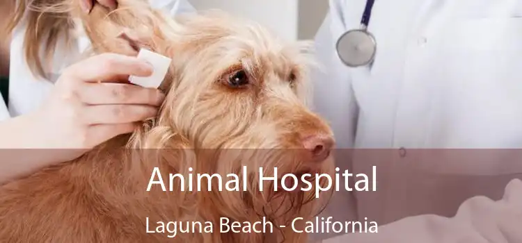Animal Hospital Laguna Beach - California