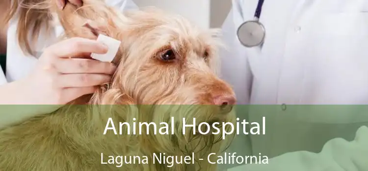 Animal Hospital Laguna Niguel - California