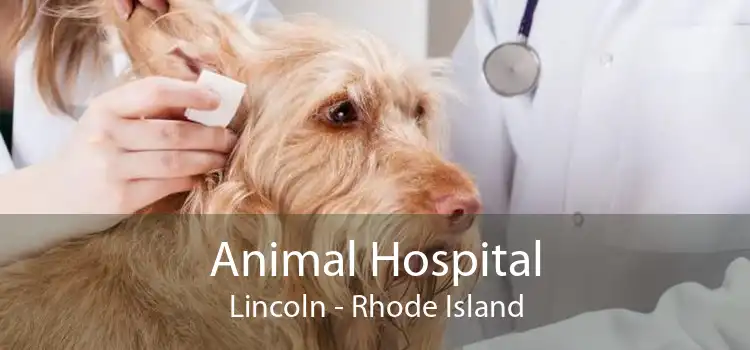 Animal Hospital Lincoln - Rhode Island