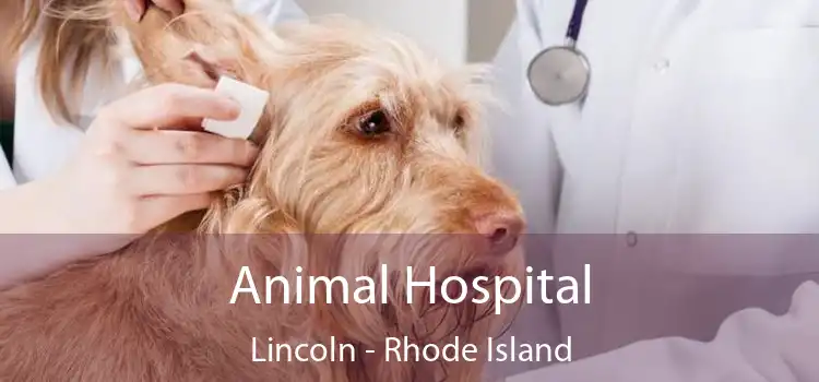 Animal Hospital Lincoln - Rhode Island