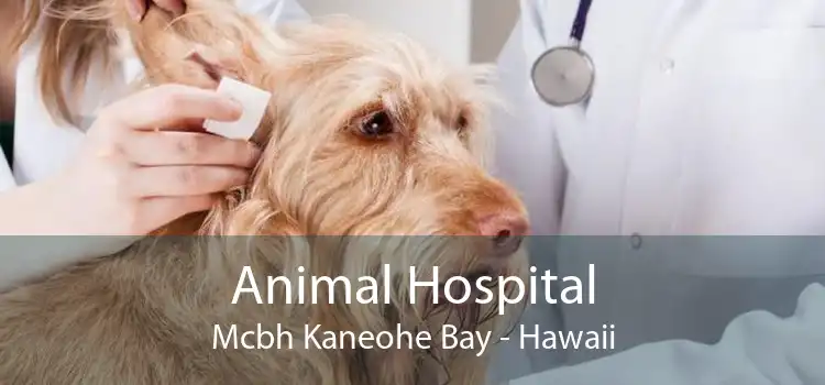 Animal Hospital Mcbh Kaneohe Bay - Hawaii