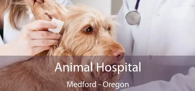 Animal Hospital Medford - Oregon