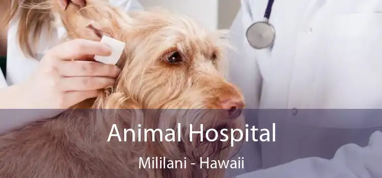 Animal Hospital Mililani - Hawaii