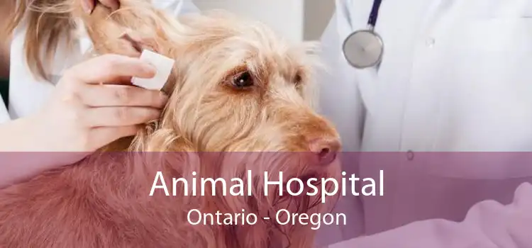 Animal Hospital Ontario - Oregon