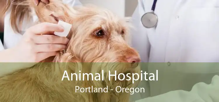Animal Hospital Portland - Oregon