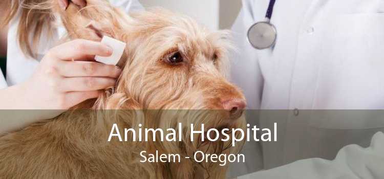 Animal Hospital Salem - Oregon