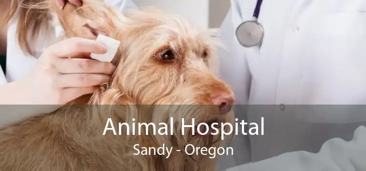 Animal Hospital Sandy - Oregon