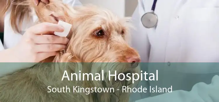 Animal Hospital South Kingstown - Rhode Island