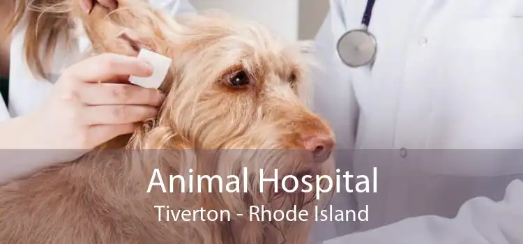Animal Hospital Tiverton - Rhode Island