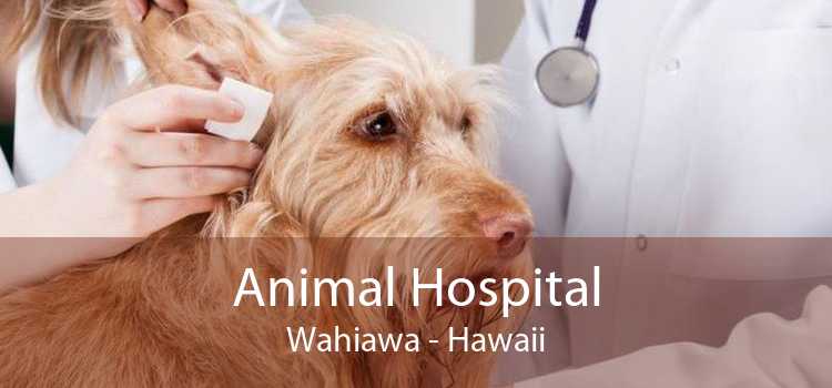 Animal Hospital Wahiawa - Hawaii