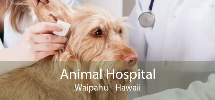 Animal Hospital Waipahu - Hawaii