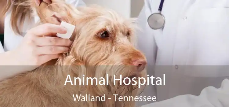 Animal Hospital Walland - Tennessee