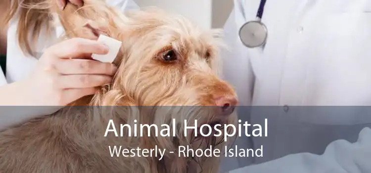 Animal Hospital Westerly - Rhode Island