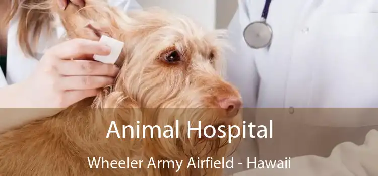 Animal Hospital Wheeler Army Airfield - Hawaii