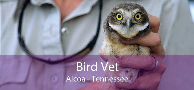 Bird Vet Alcoa - Tennessee