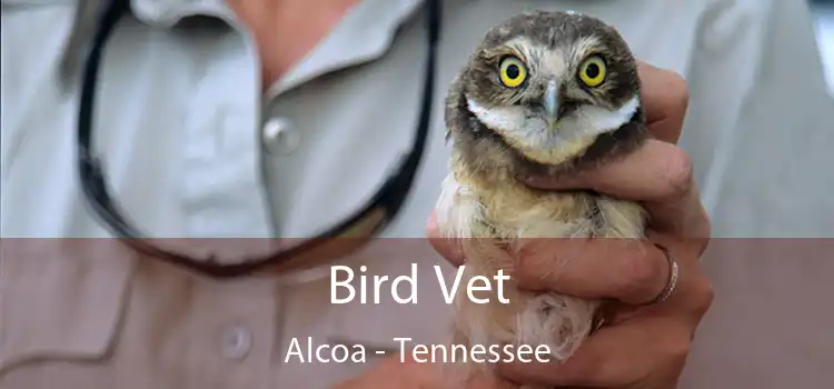 Bird Vet Alcoa - Tennessee