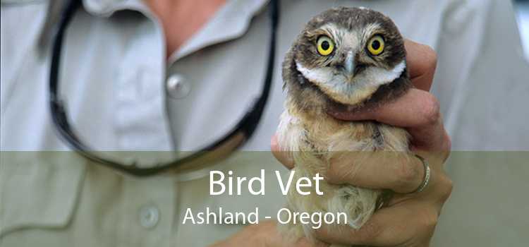 Bird Vet Ashland - Oregon