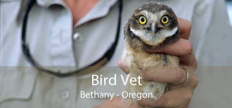 Bird Vet Bethany - Oregon
