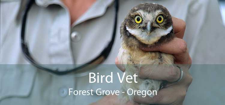 Bird Vet Forest Grove - Oregon