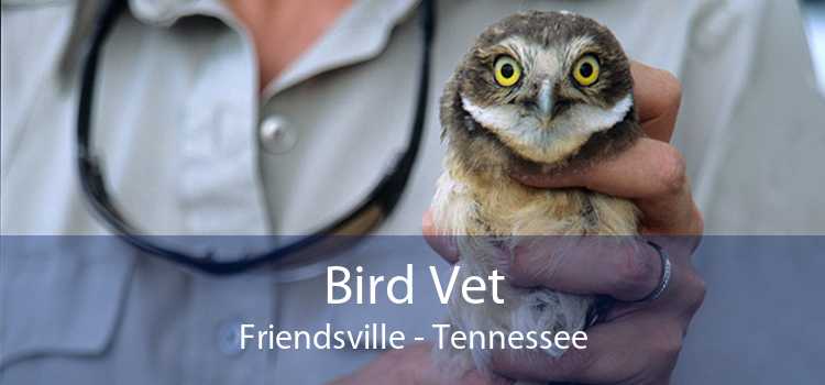 Bird Vet Friendsville - Tennessee