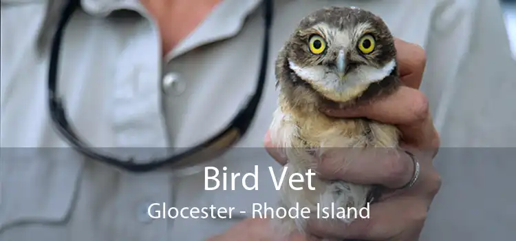 Bird Vet Glocester - Rhode Island