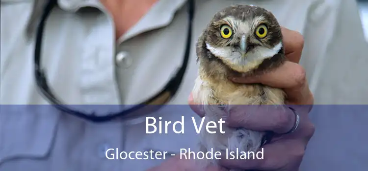 Bird Vet Glocester - Rhode Island