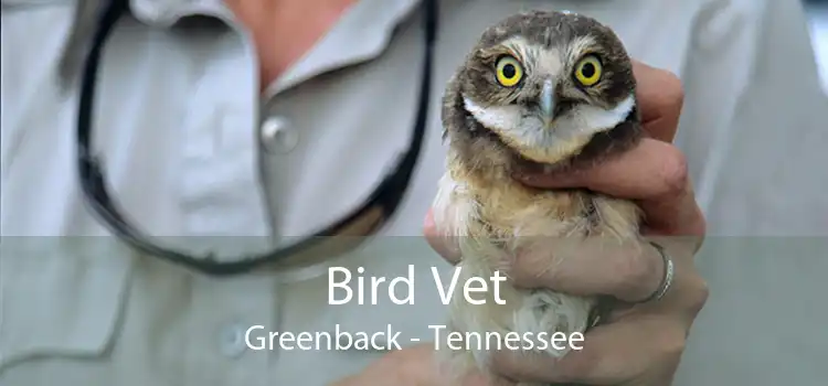 Bird Vet Greenback - Tennessee