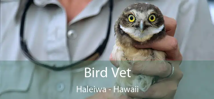 Bird Vet Haleiwa - Hawaii