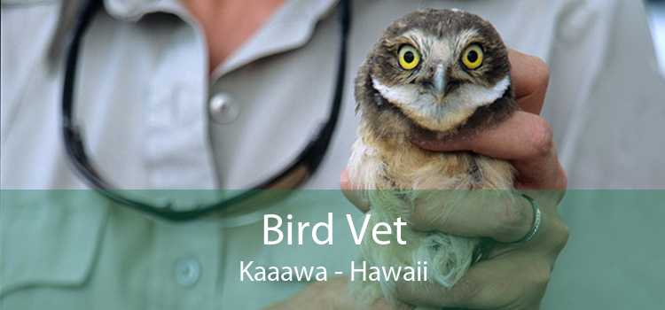 Bird Vet Kaaawa - Hawaii
