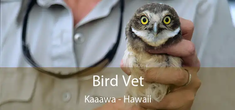 Bird Vet Kaaawa - Hawaii