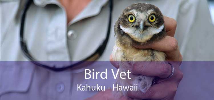 Bird Vet Kahuku - Hawaii