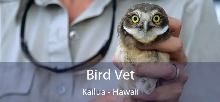 Bird Vet Kailua - Hawaii
